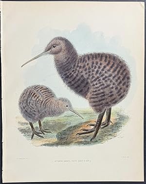 Great-spotted Kiwi, Native to New Zealand (Apteryx Haastii)