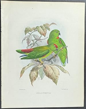 Great Hanging Parrot (Loriculus Stigmatus)