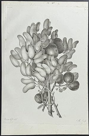 Fruit or Seed Branches