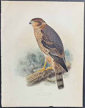 A Sore Sparrow Hawk (Accipiter Nisus)