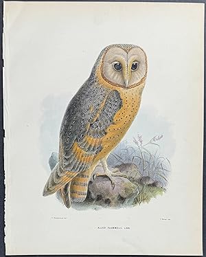 Barn Owl (Aluco flammeus)