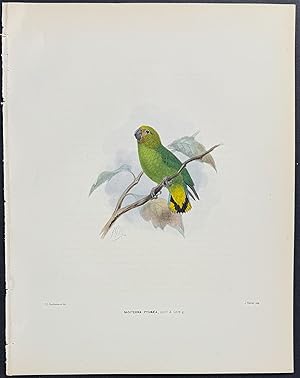 Pygmy Parrot (Nasiterna Pygmaea)