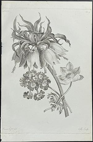 Crown Imperial Lily, Primula or Auricula, & Flower