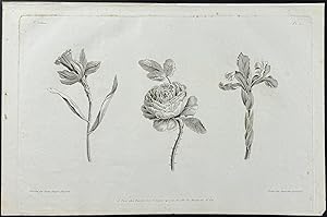 Rose, Iris, Narcissus or Daffodil