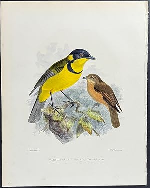 Fiji or Golden Whistler (Pachycephala Torquata)