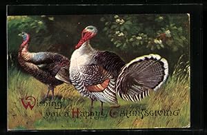 Ansichtskarte Truthähne in stolzer Pracht zu Thanksgiving