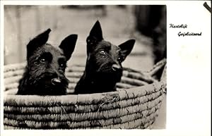 Ansichtskarte / Postkarte Glückwunsch, Zwei schwarze Terrier in einem Korb, Hunde