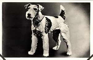 Ansichtskarte / Postkarte Terrier, Tierportrait