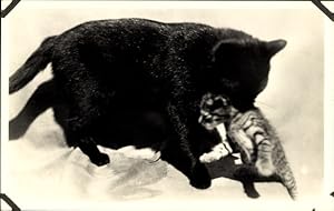 Ansichtskarte / Postkarte Schwarze Katze mit Jungtier