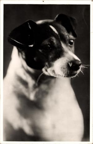 Ansichtskarte / Postkarte Junger Hund, Tierportrait - Amag 670/8
