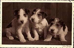 Ansichtskarte / Postkarte Junge Hunde, Welpen, Terrier
