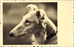 Ansichtskarte / Postkarte Hund, Tierportrait, Collie - Amag 64920/2