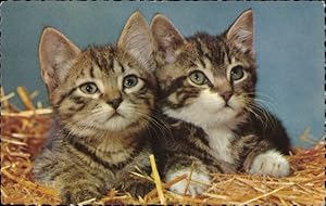 Ansichtskarte / Postkarte Zwei junge Katzen, Kätzchen, Tierportrait