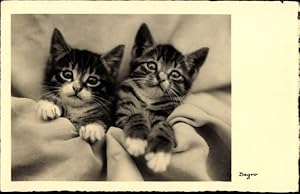 Ansichtskarte / Postkarte Begro, Katzenkinder, Zwei Kätzchen zugedeckt auf dem Rücken