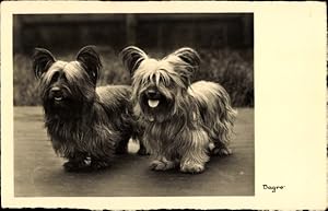 Ansichtskarte / Postkarte Begro, Skye Terrier, Hunde