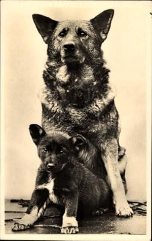 Ansichtskarte / Postkarte Zwei Hunde, Welpe, Jungtier
