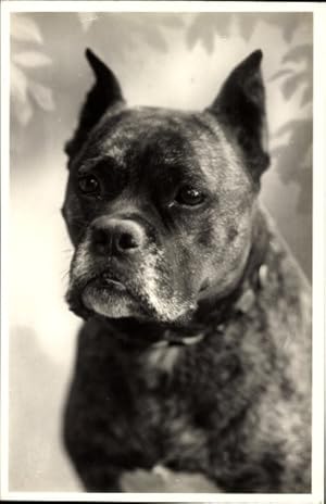 Ansichtskarte / Postkarte Bulldogge, Tierportrait