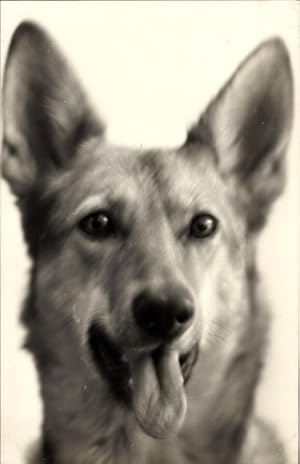 Ansichtskarte / Postkarte Hund, Tierportrait