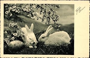 Ansichtskarte / Postkarte Glückwunsch Ostern, Weiße Hasen, Osterei, Blühender Baum