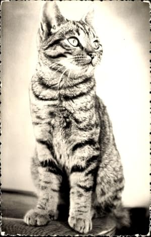 Ansichtskarte / Postkarte Getigerte Katze, Tierportrait