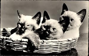 Ansichtskarte / Postkarte Drei Katzen im Korb
