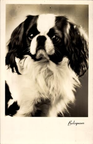 Ansichtskarte / Postkarte Hundeportrait, Bologneser - BNK 37182 1