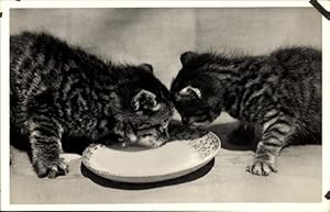 Ansichtskarte / Postkarte Zwei kleine getigerte Hauskatzen, trinkend