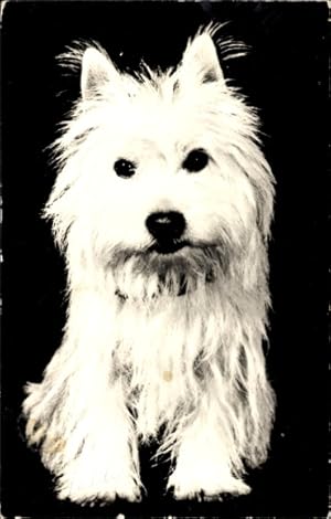 Ansichtskarte / Postkarte Terrier, Tierportrait