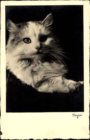 Ansichtskarte / Postkarte Begro, Katze, Tierportrait