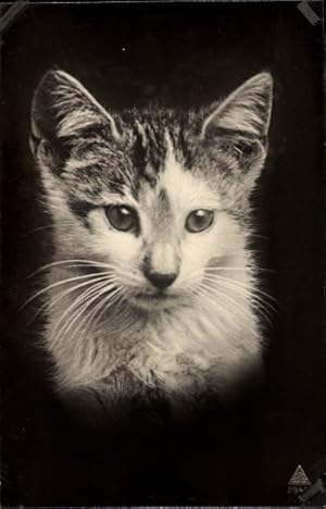 Ansichtskarte / Postkarte Junge Katze, Tierportrait