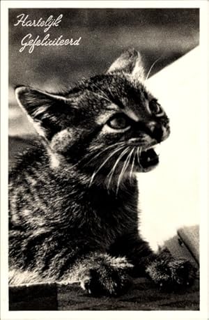 Ansichtskarte / Postkarte Glückwunsch, Junge Katze, Tierportrait