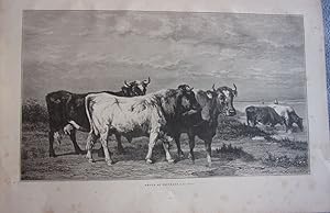 Gravure 1886 d' apres oeuvre de j. h. l haas boeufs au paturage