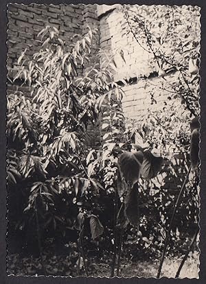 Italy 1960, Near Turin, Plant in the home garden, Vintage photography