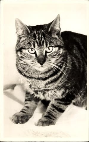 Ansichtskarte / Postkarte Katze, Tierportrait