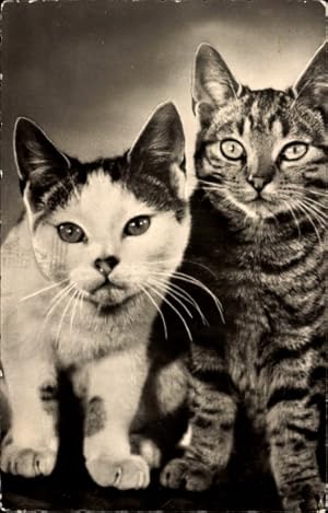Ansichtskarte / Postkarte Zwei Katzen, Tierportrait