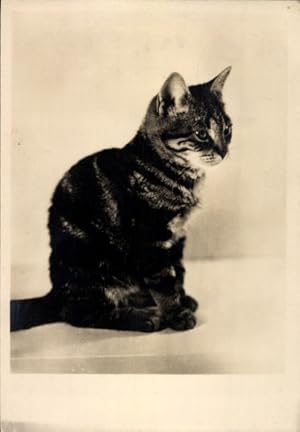 Ansichtskarte / Postkarte Katze, Hauskatze, Tierportrait