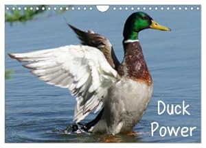 Immagine del venditore per Duck Power (Wandkalender 2025 DIN A4 quer), CALVENDO Monatskalender : Entenvgel in Bewegung venduto da AHA-BUCH GmbH