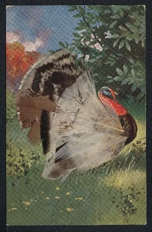 Echtfeder-Ansichtskarte Ein Truthahn mit echten Federn auf einer Wiese