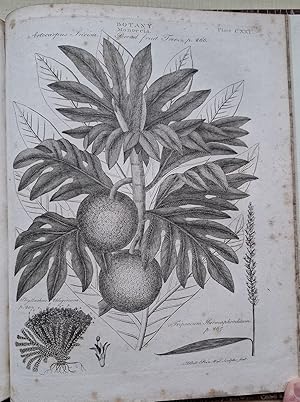 Botany Section from The Encyclopaedia Britannica [Fourth edition]