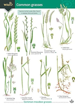 Bild des Verkufers fr Common Grasses (WildID) zum Verkauf von WeBuyBooks