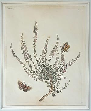 Seller image for The English Moths and Butterflies: Together with the Plants, Flowers, and Fruits whereon they Feed, and are usually Found for sale by Antipodean Books, Maps & Prints, ABAA