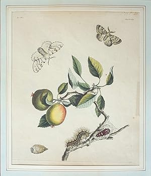 The English Moths and Butterflies: Together with the Plants, Flowers, and Fruits whereon they Fee...