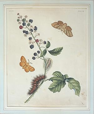 The English Moths and Butterflies: Together with the Plants, Flowers, and Fruits whereon they Fee...