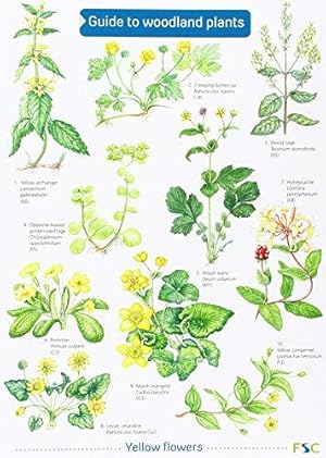 Bild des Verkufers fr Woodland Plants: No. 50 (Field Studies Council) zum Verkauf von WeBuyBooks