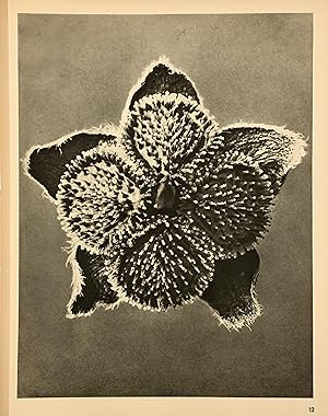 Cynoglossum officinale, Hounds. Plate 12. Enlarged 12x