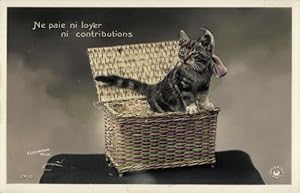 Ansichtskarte / Postkarte Junge Katze in der Truhe