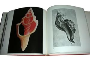 Immagine del venditore per Shell; Five Hundred Million Years of Inspired Design venduto da Blue Mountain Collectibles, LLC