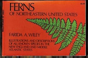 Seller image for Ferns of Northeastern United States: Illustrations and Descriptions of All Known Species in the New England and Middle Atlantic States, for sale by Blue Mountain Collectibles, LLC