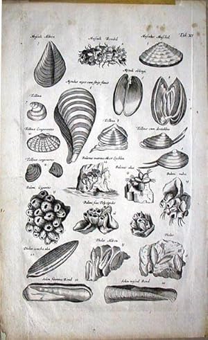 Seller image for Historiae Naturalis. Engraving for sale by DR Fine Arts