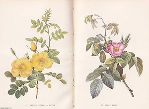Seller image for A Book of Roses, by J. Ramsbottom. With 16 colour plates by Pierre-Joseph Redoute. King Penguin Books K2. for sale by Cosmo Books